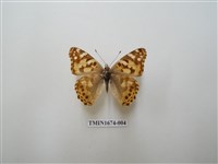 藏品(小紅蛺蝶)的圖片